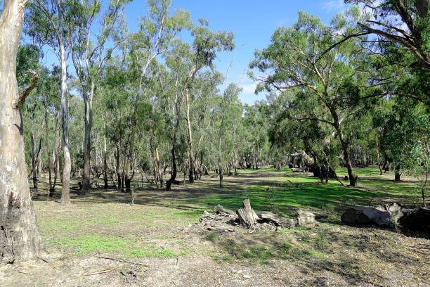 istock Barmah National Park, Victoria, Australia 1647268197