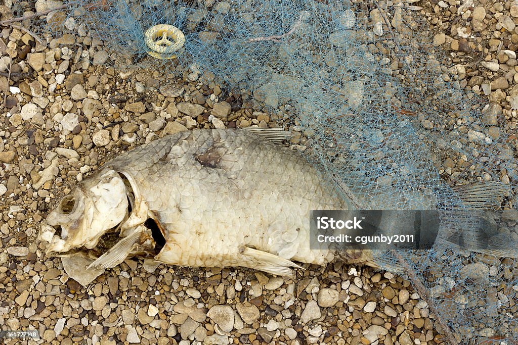 Inquinamento di pesce morto Rotten - Foto stock royalty-free di Animale morto