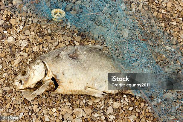 Inquinamento Di Pesce Morto Rotten - Fotografie stock e altre immagini di Animale morto - Animale morto, Annusare, Cacciare