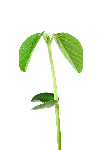 Soy plant stock photo