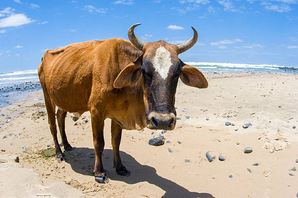 Nguni bull on Beach in South Africa stock photo