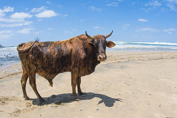 Nguni bull on Beach in South Africa This Nguni bull a cattle breed indigenous to southern Africa is standing on a beach with the ocean in the background at midday in South Africa. A hybrid of indigenous and Indian cattle they were introduced by the Bantu tribes of southern Africa from the north of the continent. nguni cattle stock pictures, royalty-free photos & images