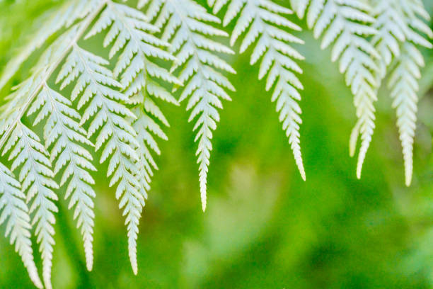 istock Australian Native Ferns 1647279483