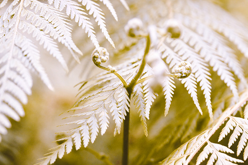 Horizontal extreme closeup photo of fern fronds growing in the rainforest at subtropical Byron Bay, north coast NSW in Winter.