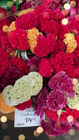 cockscomb flowers