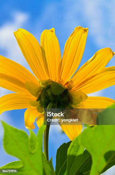 Tithonie Weed Helle Gelbe Blumen Stockfoto und mehr Bilder von Baumblüte - Baumblüte, Blatt - Pflanzenbestandteile, Blau