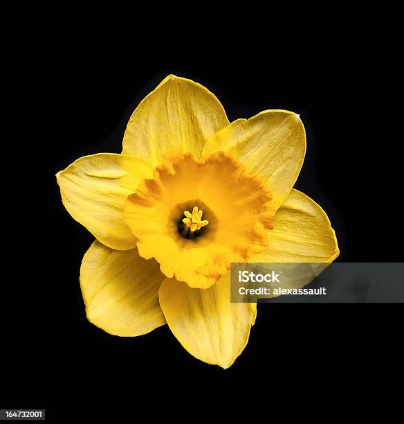 Narciso Amarillo Foto de stock y más banco de imágenes de Amarillo - Color - Amarillo - Color, Belleza de la naturaleza, Botánica