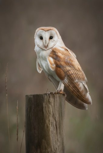 A Barn Owl perches on a fench post as it hunts in the fens.