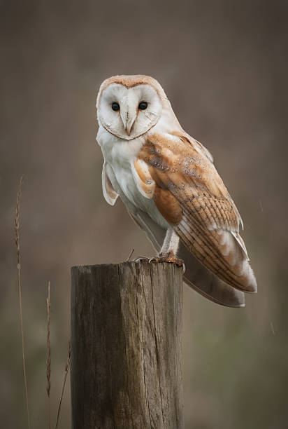 płomykówka portret - owl endangered species barn night zdjęcia i obrazy z banku zdjęć