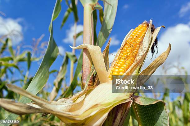 Mazorca De Maíz Foto de stock y más banco de imágenes de Agricultura - Agricultura, Aire libre, Alimento