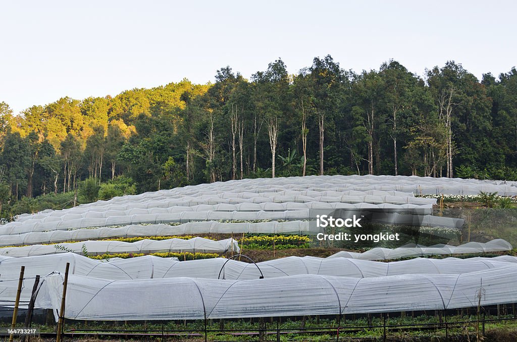 Blume farm - Lizenzfrei Agrarbetrieb Stock-Foto