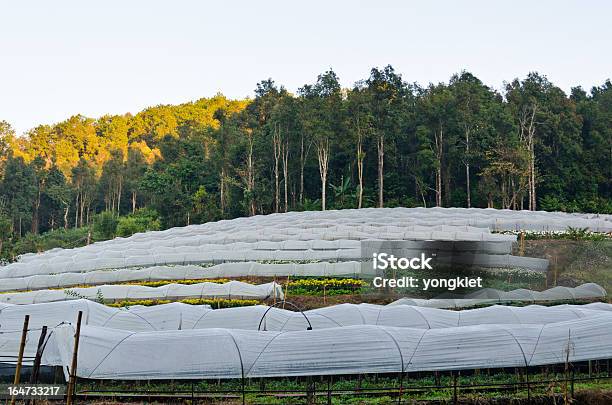 Blume Farm Stockfoto und mehr Bilder von Agrarbetrieb - Agrarbetrieb, Anhöhe, Asien