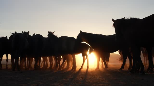 horses at the wide area when sunset. At sunset, the horses in the wide open field