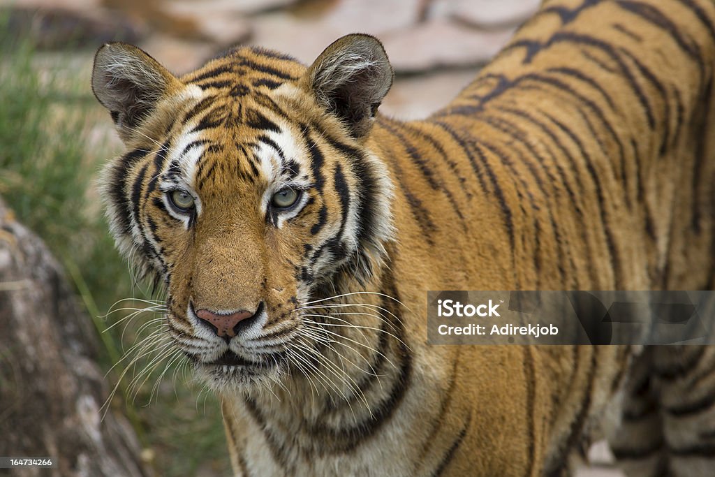 Tigre du Bengale - Photo de Afrique libre de droits