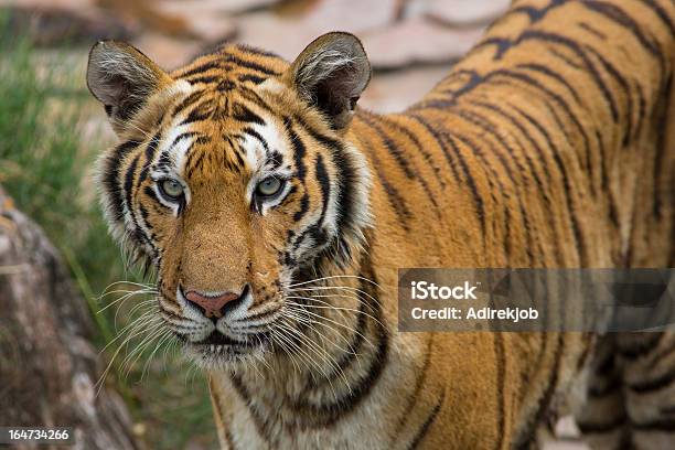 Photo libre de droit de Tigre Du Bengale banque d'images et plus d'images libres de droit de Afrique - Afrique, Beauté de la nature, Chasser