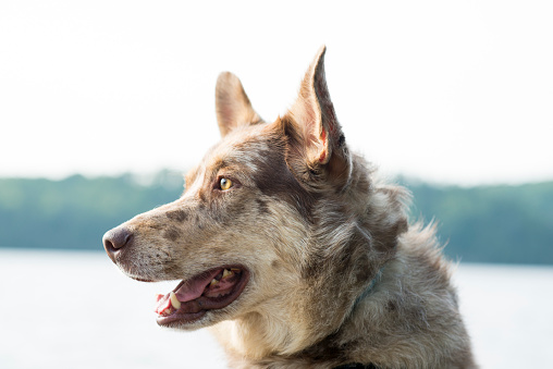 Closeup portrait of a mixed breed adopted dog outdoors by the lake at a cottage looking to the side. He has beautiful brown colored fur and pointy attentive ears.