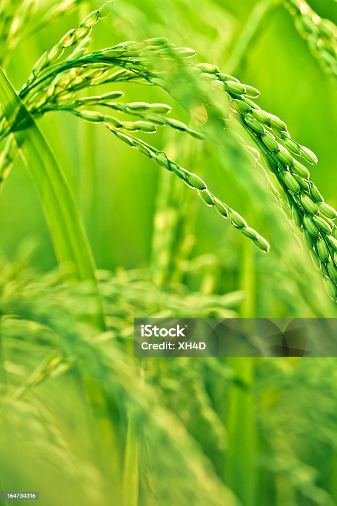 Risaia in luce - Foto stock royalty-free di Agricoltura