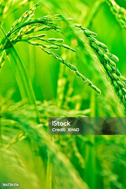 Foto de Arrozal Em Luz Do Sol e mais fotos de stock de Agricultura - Agricultura, Arroz - Alimento básico, Arroz - Cereal
