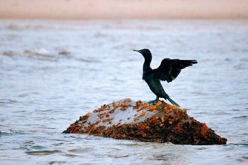 Horizontal closeup seascape of rippled ocean water and a black cormorant standing, in profile, wings outstretched, on a rock with seaweed in the water. Hastings Point, Tweed Coast, NSW.