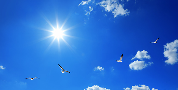 Seagulls in blue sky with shinning sun in Florida