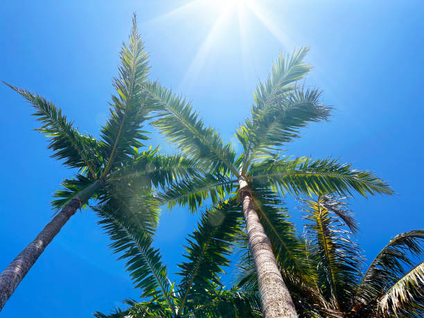 istock Tall palm trees over sunny blue sky 1647355501
