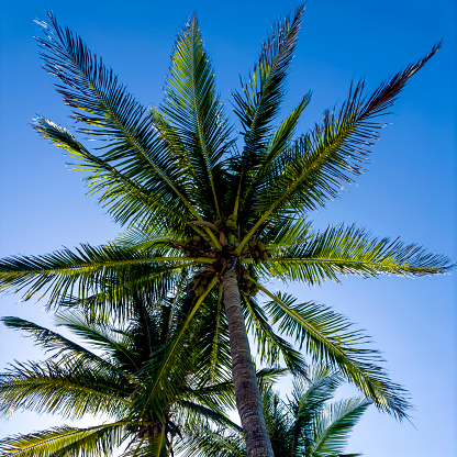 Deceased coconut palm tree krone with dry green wedge shaped leaves on clear blue sky close view