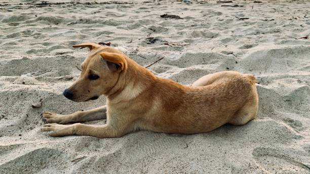 istock A dog enjoying the beautiful sunset 1647364673