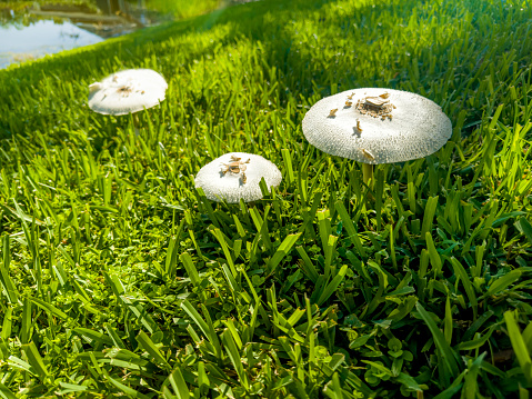 Close up wild mushroom in Florida