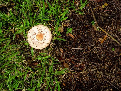 Close up wild mushroom in Florida