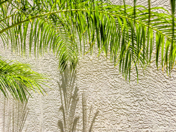 istock Palm trees and house exterior wall 1647367849