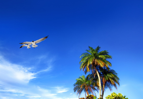 Palm trees and seagulls in Florida