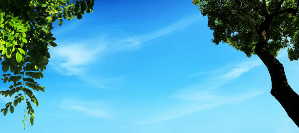 Close up green tree leaves over blue sky in Florida