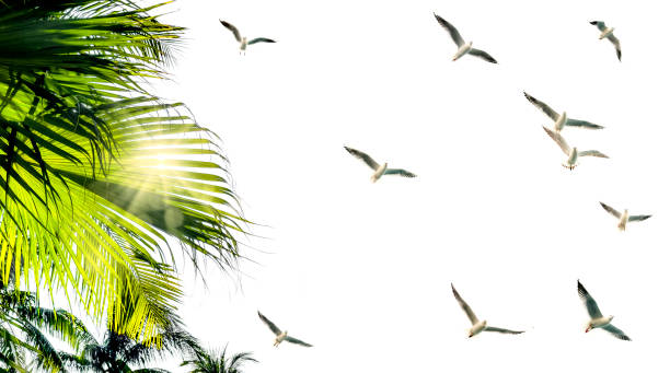 istock Palm tree seagulls tropical island beach freshness 1647377848