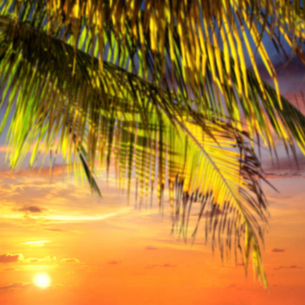 Sunset in tropical paradise. On sea coastline