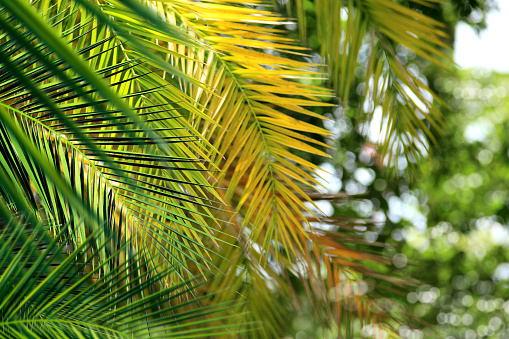 tropical palm foliage, greenery background