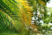 Close up palm tree leaves