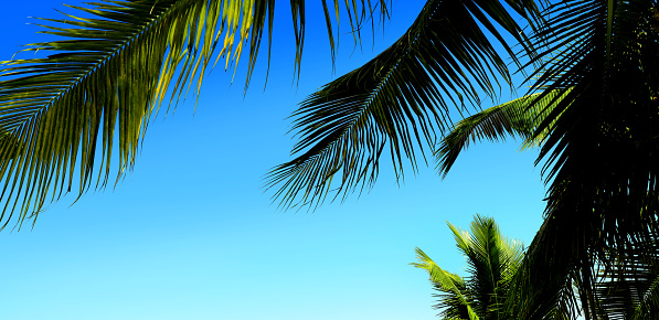 Palm leaf and blue sky background