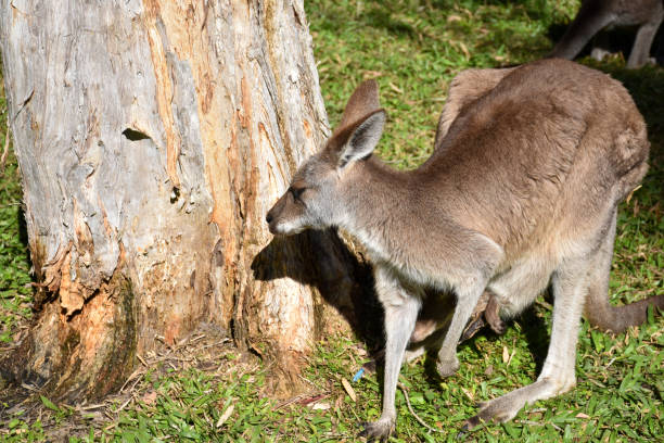 canguro con cachorro en marsupial, fondo de árbol y hierba verde, la luz del sol brilla. - parque nacional murramarang fotografías e imágenes de stock