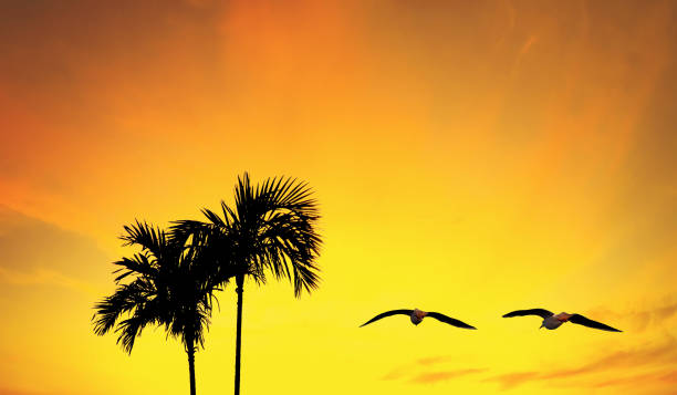 Two common mynas sitting on coconut leaves