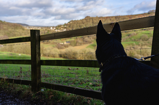 The dark silhouette of a German Shepherd standing by the fence and watching what is behind it
