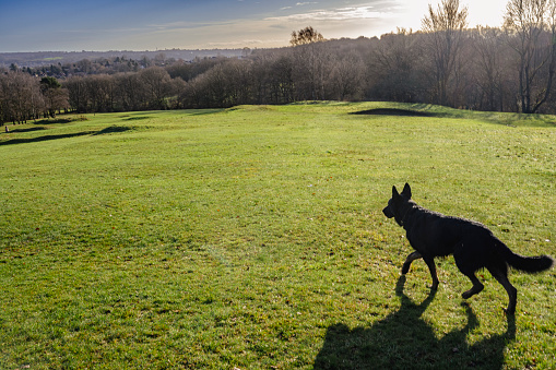 The dark silhouette of a German shepherd dog and his shadow while walking on a green meadow.