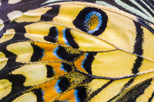 Closed up Butterfly wing.