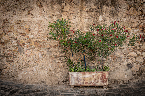 Old weathered stone wall with peeling plaster. Potted flowered plant against the wall