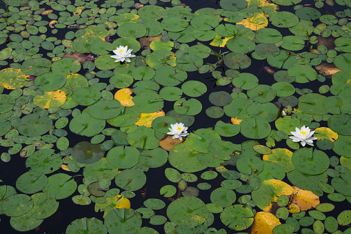 Natural pattern with Water lily flowers and leaves