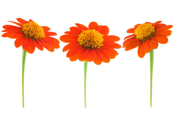 Fresh yellow calendula with copy space