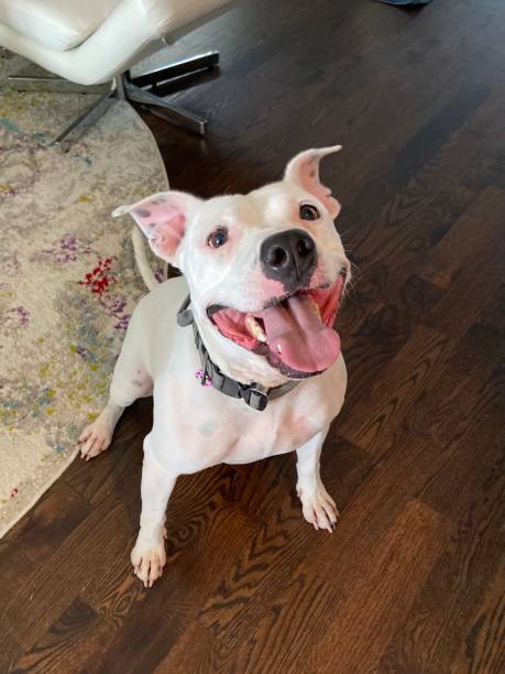 istock Happy dog sitting and looking up with mouth open 1647407311
