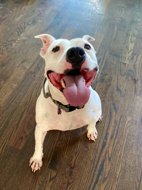 istock Happy dog sitting and looking up with mouth open 1647407403