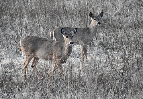 Two white-tailed deer standing and staring after sunset.