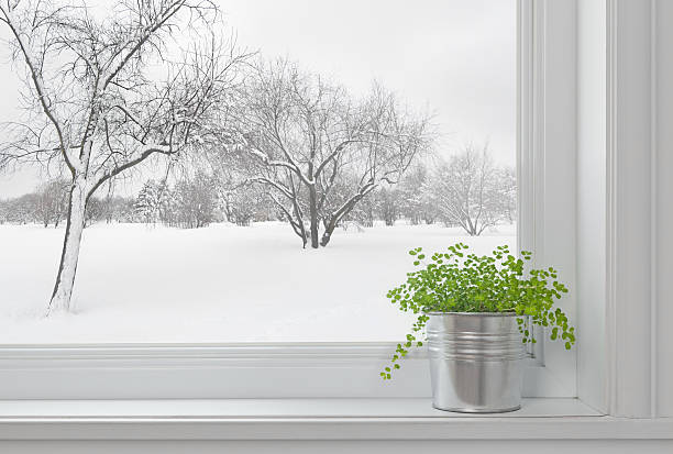 paesaggio invernale visto attraverso la finestra e pianta verde - blizzard house storm snow foto e immagini stock