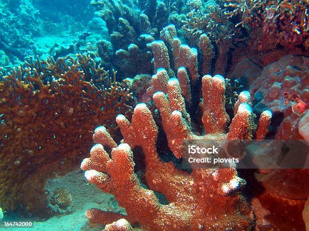 Foto de Coral De Pedra e mais fotos de stock de Animal - Animal, Coral - Cnidário, Debaixo d'água